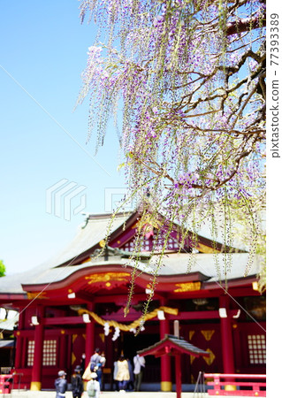 Ibaraki Kasama Inari Shrine and wisteria flowers 77393389