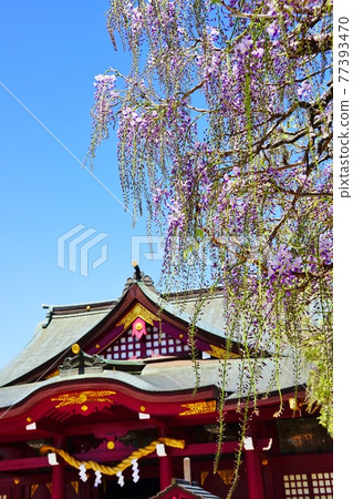 Ibaraki Kasama Inari Shrine and wisteria flowers Ibaraki Kasama Inari Shrine and wisteria flowers 77393470