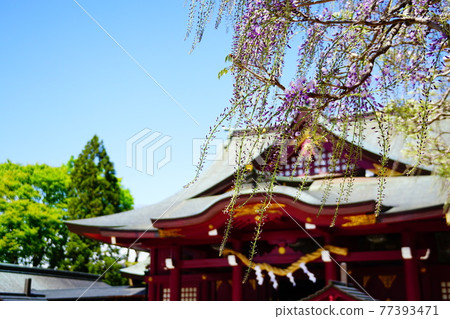 Ibaraki Kasama Inari Shrine and wisteria flowers 77393471