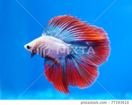 來勢洶洶的固體 77393610