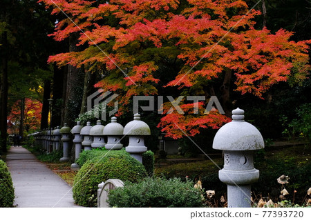 Autumn leaves 77393720