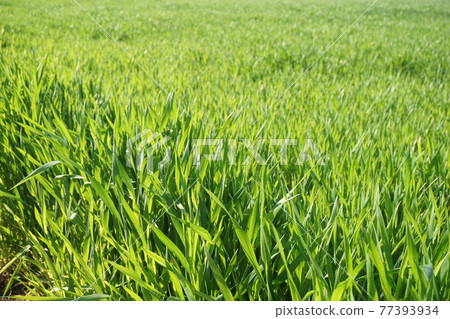 Grass field Grass field 77393934