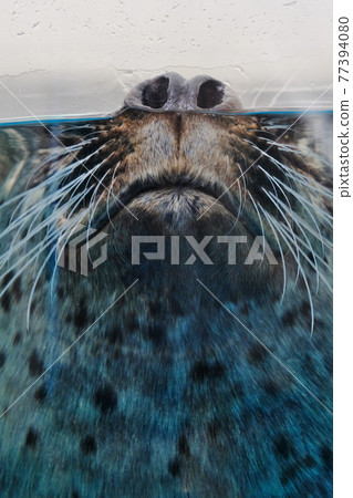 戈馬海豹 77394080