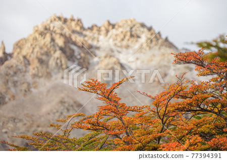 Fitzroy trekking in autumn colors 77394391