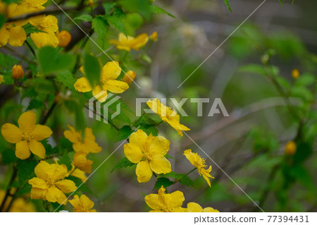 Yellow flowers of Japanese kerria, Mt. Akagi, Gunma Prefecture, rainy day in early May 77394431