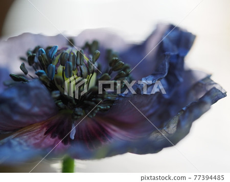 罌粟神奇灰色特寫罌粟神奇灰色特寫 罌粟神奇灰色特寫罌粟神奇灰色特寫 77394485