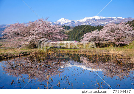 山形新幹線在春天的風景中奔跑 山形新幹線在春天的風景中奔跑 77394487