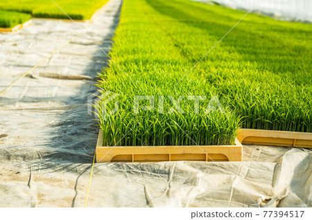 Rice seedlings in a nursery box 77394517