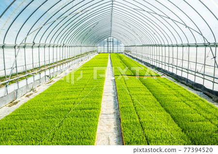 Rice seedlings growing in the house Rice seedlings growing in the house 77394520