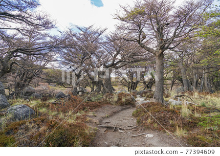 Trekking route from El Chalten to Fitz Roy 77394609