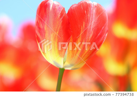 Tulips with a refreshing spring image 77394738