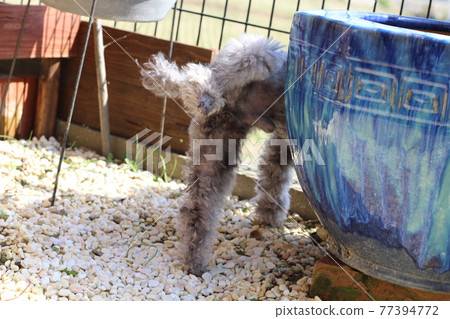 玩具貴賓犬 77394772