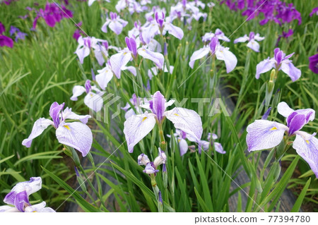 Iris iris Iris iris 77394780