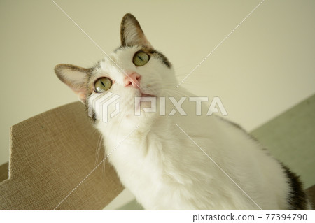 Play with cats at home time Play with cats at home time 77394790
