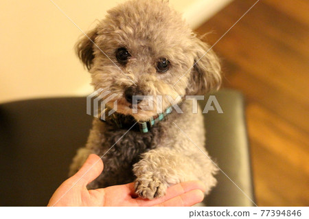 玩具貴賓犬 77394846