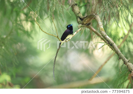 Japanese Paradise Flycatcher (Sankotori) Male Japanese Paradise Flycatcher (Sankotori) Male 77394875