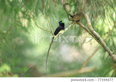 Japanese Paradise Flycatcher (Sankotori) Male Japanese Paradise Flycatcher (Sankotori) Male 77394877