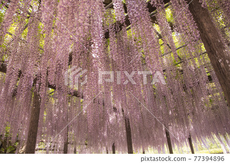 Saitama Prefecture wisteria flowers Saitama Prefecture wisteria flowers 77394896