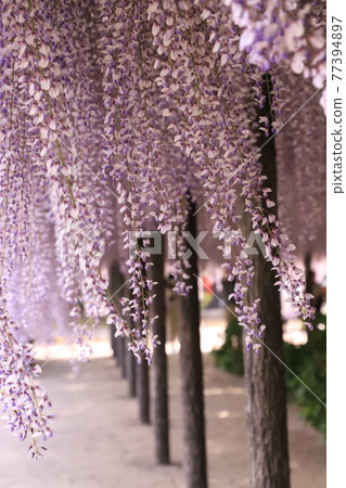 埼玉縣紫藤花 埼玉縣紫藤花 77394897