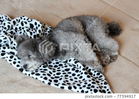 Toy poodle Toy poodle 77394917