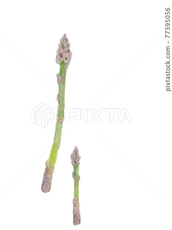 兩個大大小小的綠蘆筍【水彩】白色背景，帶複製空間 PNG 77395056