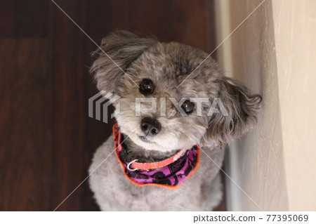 玩具貴賓犬 77395069