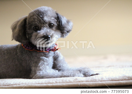 玩具貴賓犬 77395073