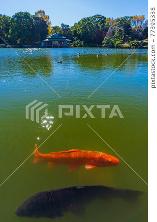 東京都江東區清澄漫步東京清澄園中的鯉魚和烏龜,鯉魚生態 東京都江東區清澄漫步東京清澄園中的鯉魚和烏龜,鯉魚生態 77395338