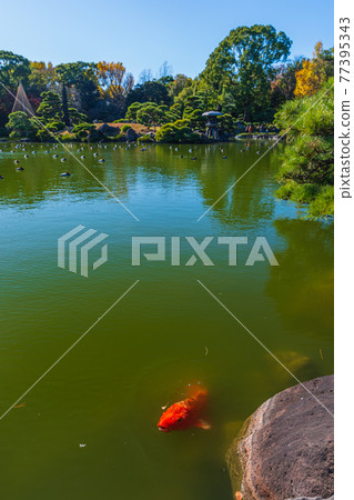 東京都江東區清澄漫步東京清澄園中的鯉魚和烏龜,鯉魚生態 東京都江東區清澄漫步東京清澄園中的鯉魚和烏龜,鯉魚生態 77395343