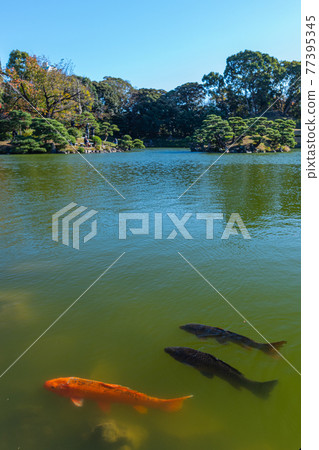 東京都江東區清澄漫步東京清澄園中的鯉魚和烏龜,鯉魚生態 東京都江東區清澄漫步東京清澄園中的鯉魚和烏龜,鯉魚生態 77395345