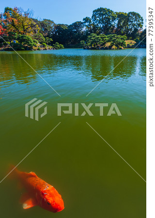 東京都江東區清澄漫步東京清澄園中的鯉魚和烏龜,鯉魚生態 東京都江東區清澄漫步東京清澄園中的鯉魚和烏龜,鯉魚生態 77395347