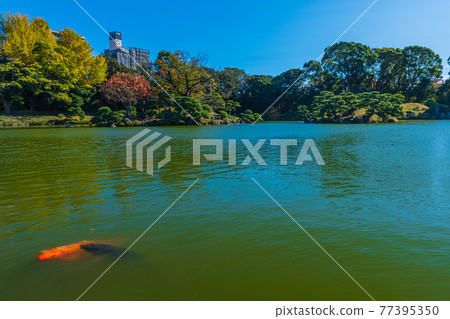 東京都江東區清澄漫步東京清澄園中的鯉魚和烏龜，鯉魚生態 77395350