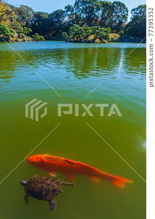 東京都江東區清澄漫步東京清澄園中的鯉魚和烏龜,鯉魚生態 東京都江東區清澄漫步東京清澄園中的鯉魚和烏龜,鯉魚生態 77395352