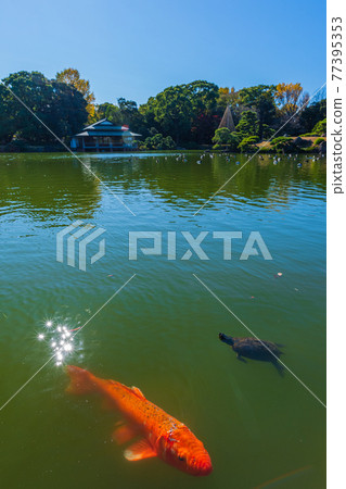 東京都江東區清澄漫步東京清澄園中的鯉魚和烏龜,鯉魚生態 東京都江東區清澄漫步東京清澄園中的鯉魚和烏龜,鯉魚生態 77395353