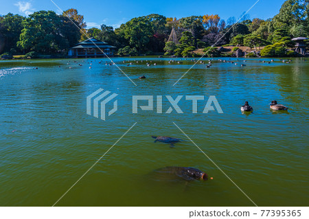 東京都江東區清澄漫步東京清澄園中的鯉魚和烏龜,鯉魚生態 東京都江東區清澄漫步東京清澄園中的鯉魚和烏龜,鯉魚生態 77395365