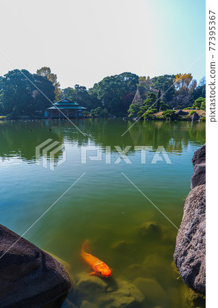 東京都江東區清澄漫步東京清澄園中的鯉魚和烏龜,鯉魚生態 東京都江東區清澄漫步東京清澄園中的鯉魚和烏龜,鯉魚生態 77395367