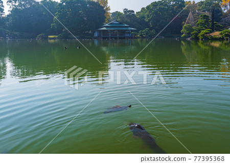 東京都江東區清澄漫步東京清澄園中的鯉魚和烏龜,鯉魚生態 東京都江東區清澄漫步東京清澄園中的鯉魚和烏龜,鯉魚生態 77395368