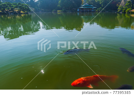 東京都江東區清澄漫步東京清澄園中的鯉魚和烏龜,鯉魚生態 東京都江東區清澄漫步東京清澄園中的鯉魚和烏龜,鯉魚生態 77395385