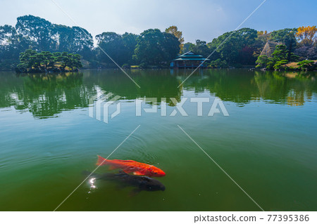 東京都江東區清澄漫步東京清澄園中的鯉魚和烏龜,鯉魚生態 東京都江東區清澄漫步東京清澄園中的鯉魚和烏龜,鯉魚生態 77395386