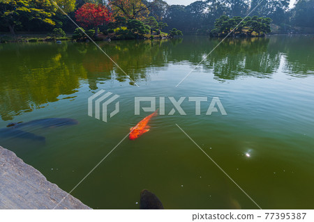 東京都江東區清澄漫步東京清澄園中的鯉魚和烏龜,鯉魚生態 東京都江東區清澄漫步東京清澄園中的鯉魚和烏龜,鯉魚生態 77395387