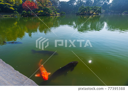 東京都江東區清澄漫步東京清澄園中的鯉魚和烏龜,鯉魚生態 東京都江東區清澄漫步東京清澄園中的鯉魚和烏龜,鯉魚生態 77395388