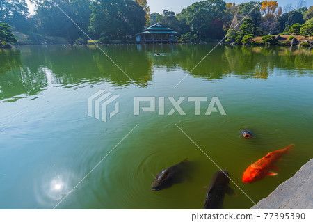 東京都江東區清澄漫步東京清澄園中的鯉魚和烏龜,鯉魚生態 東京都江東區清澄漫步東京清澄園中的鯉魚和烏龜,鯉魚生態 77395390