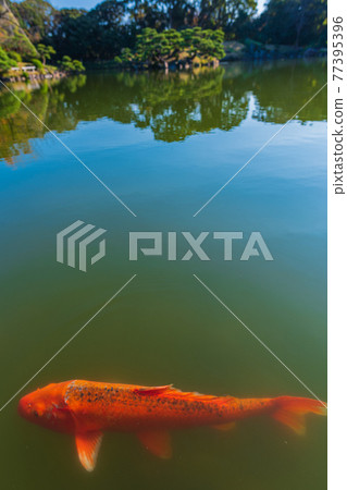 Walk in Tokyo, Kiyosumi, Koto-ku, Tokyo, carp and turtle in Kiyosumi Garden, carp ecology Walk in Tokyo, Kiyosumi, Koto-ku, Tokyo, carp and turtle in Kiyosumi Garden, carp ecology 77395396