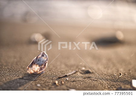 在海灘上的貝殼 在海灘上的貝殼 77395501
