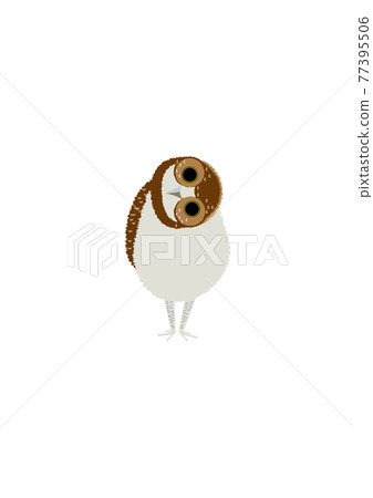 貓頭鷹 貓頭鷹 77395506