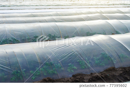 Potato bushes on a farm plantation covered under agricultural plastic film tunnel rows. Create a greenhouse effect. Climate control on farm field. Growing food, protecting plants from frost and wind 77395602