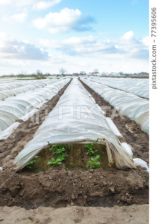 Greenhouse tunnel rows of a potato plantation covered with a plastic film. Farming technologies to reduce the risk of frostbite and weathering of crops, accelerate plant growth. Protecting from frost. Greenhouse tunnel rows of a potato plantation covered with a plastic film. Farming technologies to reduce the risk of frostbite and weathering of crops, accelerate plant growth. Protecting from frost. 77395606
