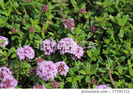 開花在春天公園的百里香紫花 77395732