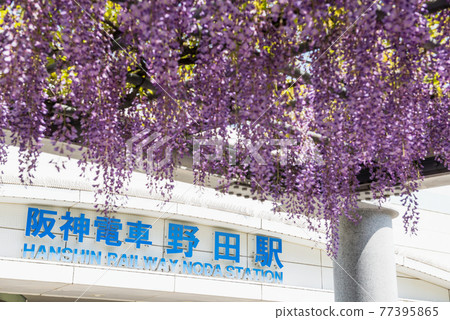 野田富士 77395865