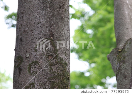 Trees Trees 77395975